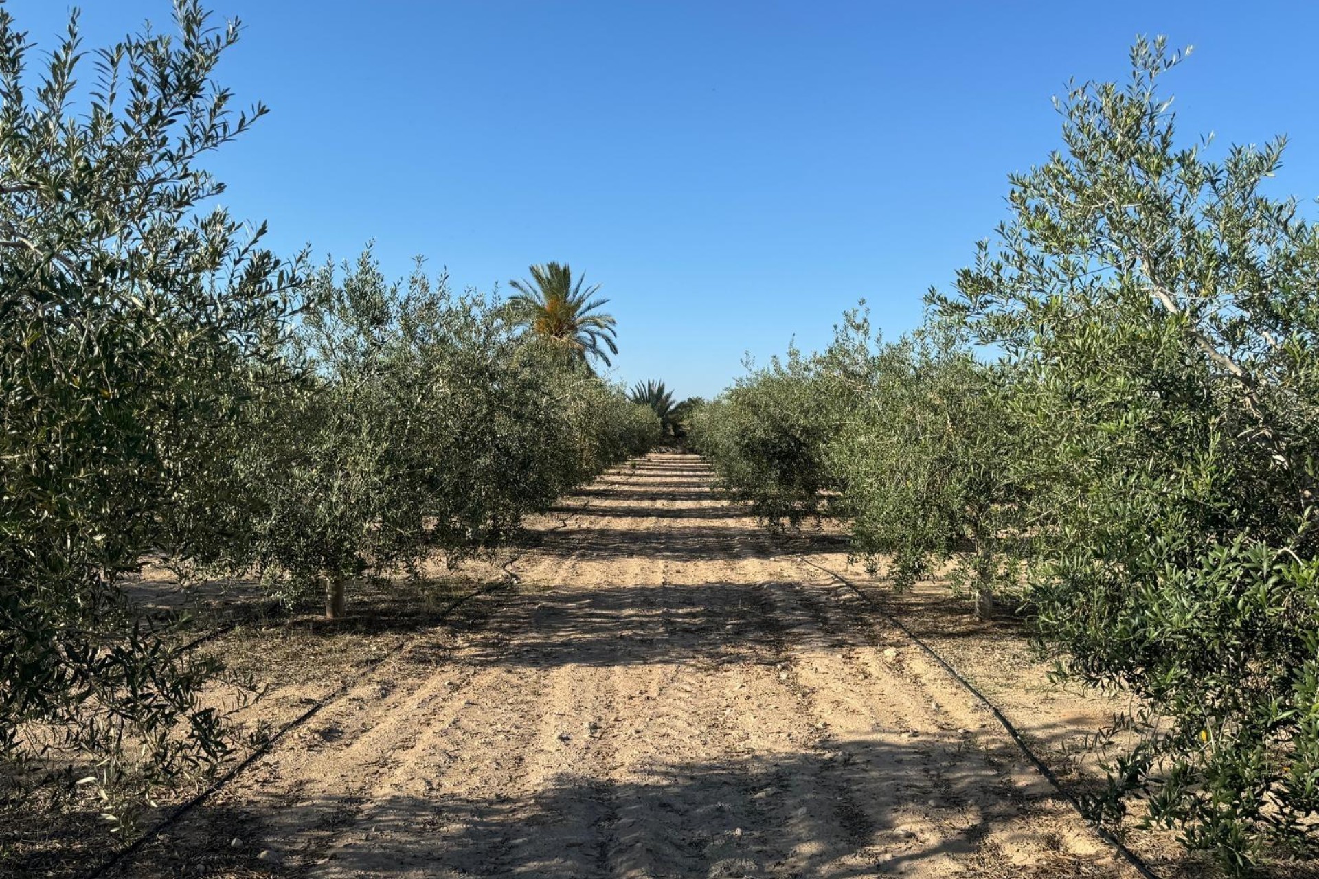 Reventa - Villa - Elche Pedanías - La Hoya