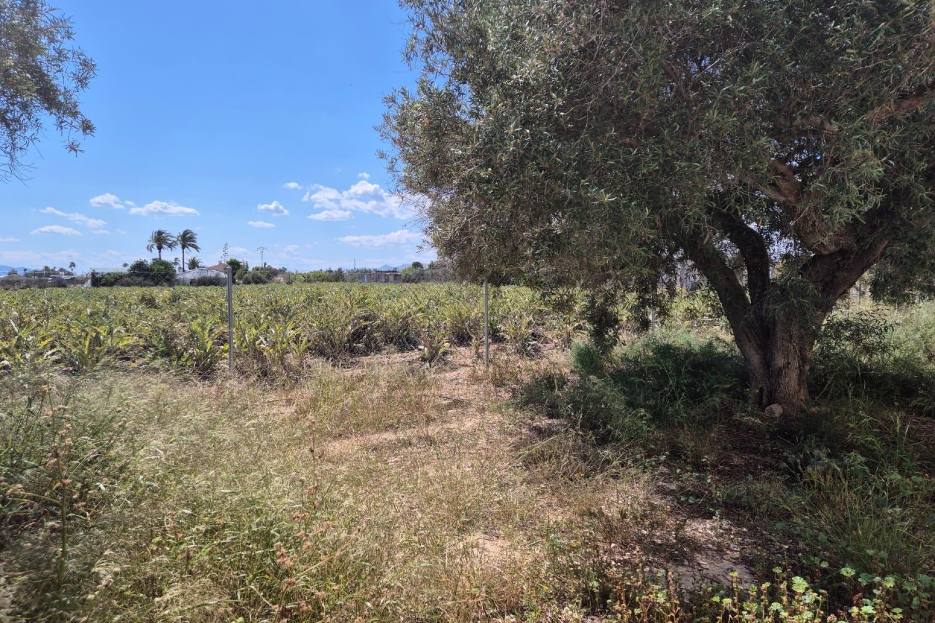Reventa - Villa - Elche Pedanías - Las Bayas-Asprillas