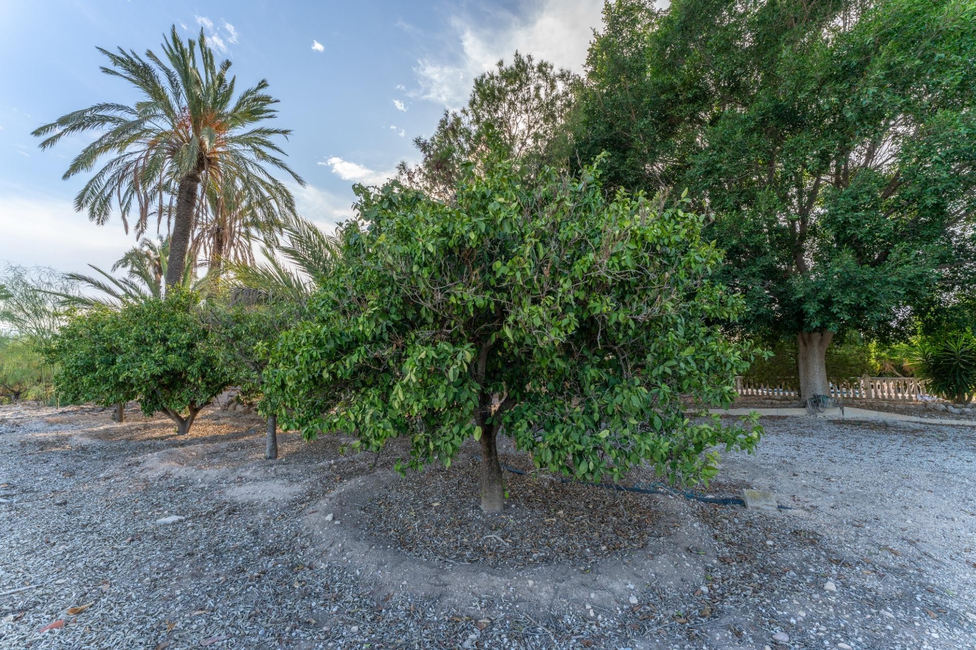 Reventa - Villa - Elche Pedanías - Matola - Campo