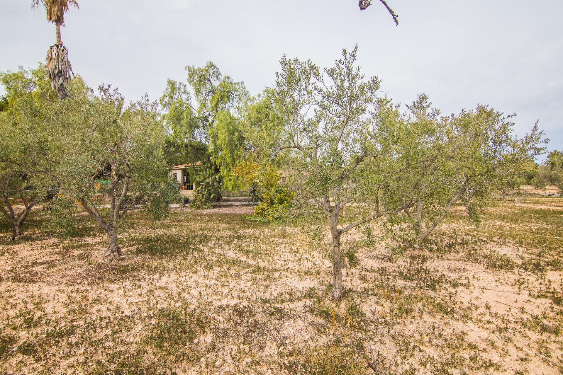 Reventa - Villa - Elche Pedanías - PEÑA DE LAS AGUILAS