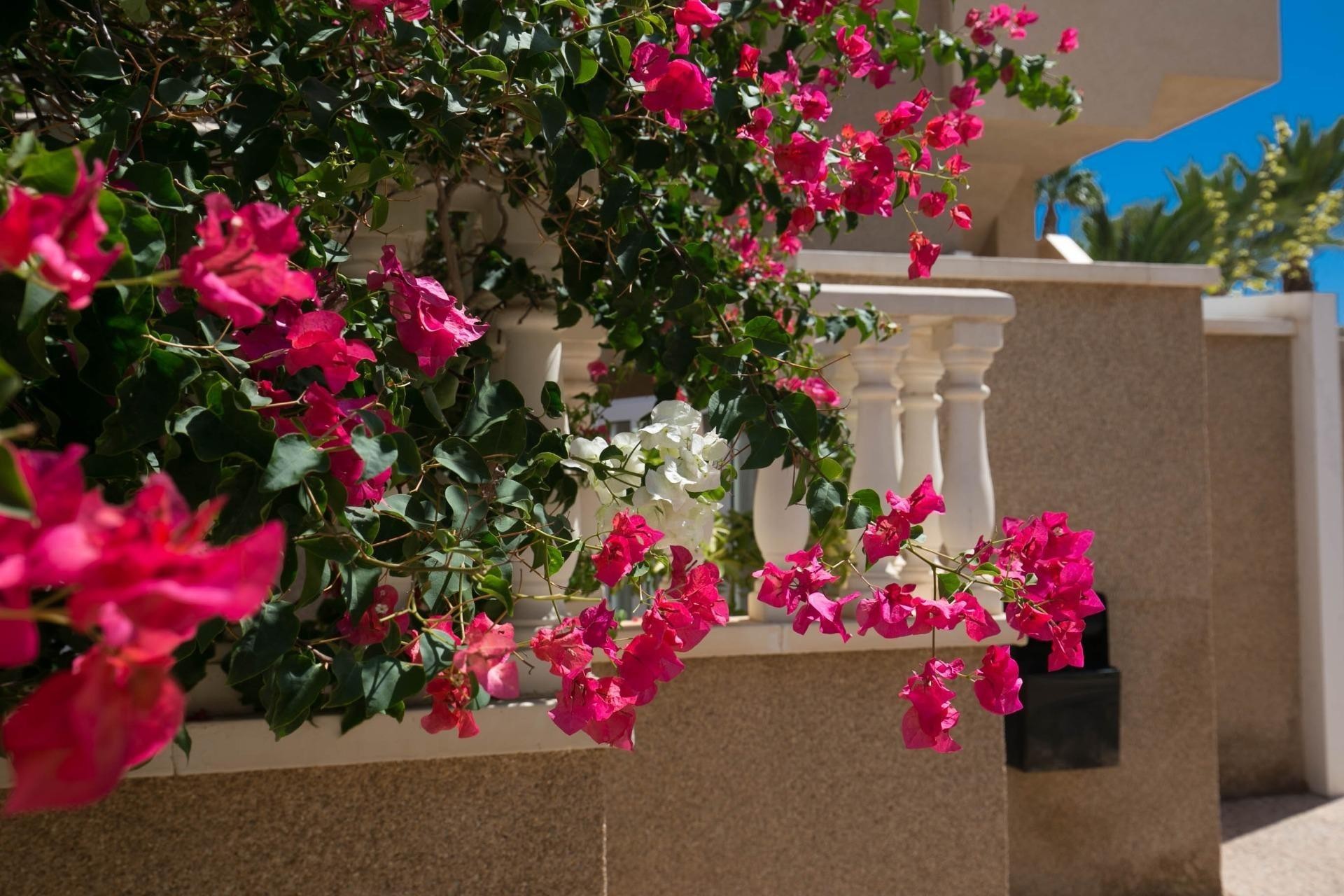 Revente - Appartement - Arenales del Sol - Segunda linea playa