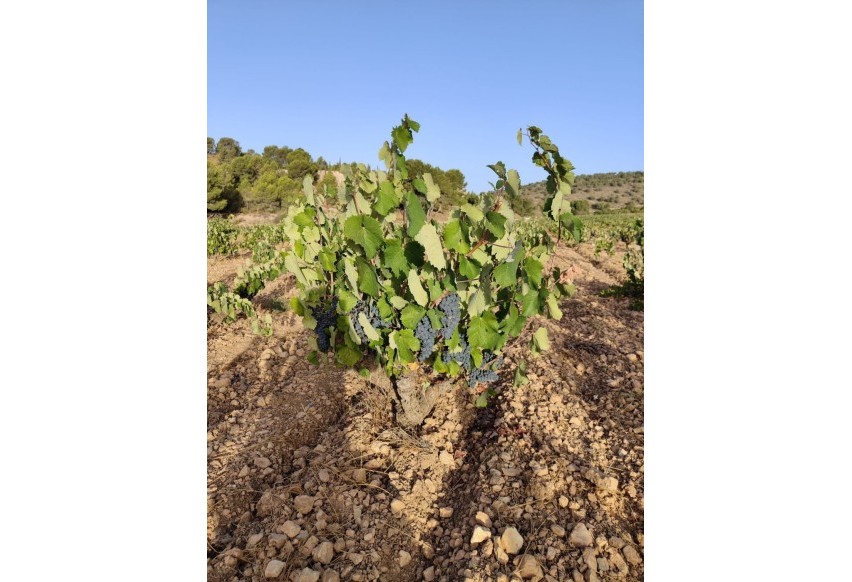 Revente - Parcelle / Terrain - Algueña - ALGUEÑA