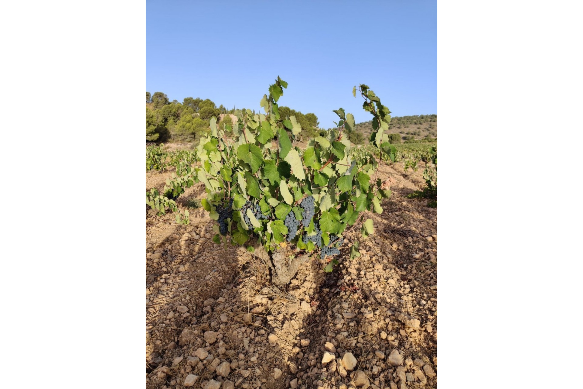 Revente - Parcelle / Terrain - Algueña - ALGUEÑA