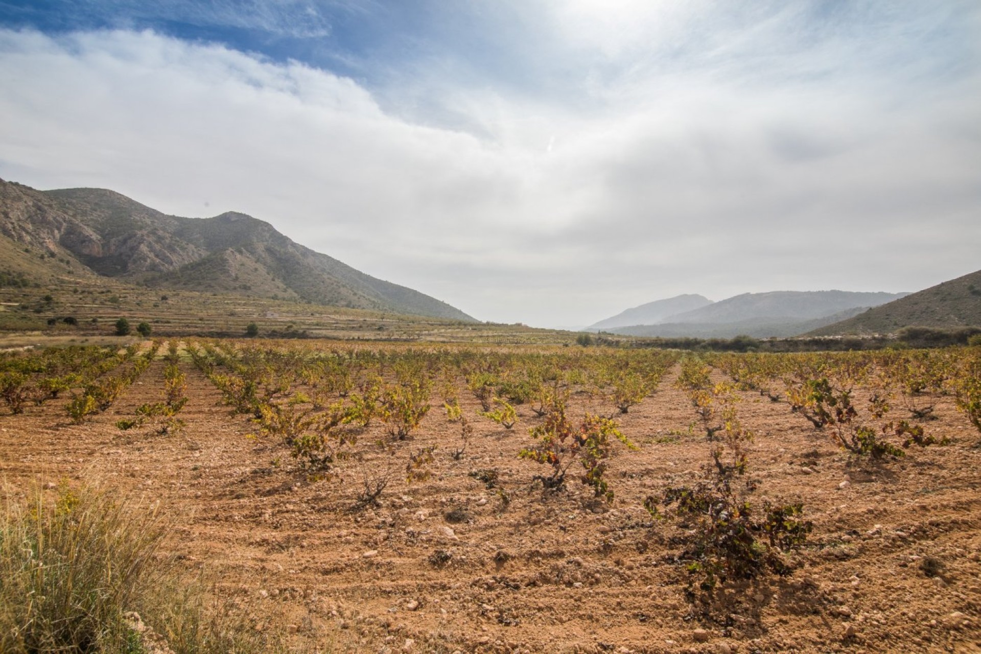 Revente - Parcelle / Terrain - Algueña - ALGUEÑA
