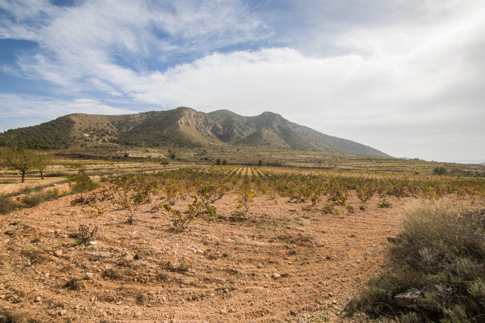 Revente - Parcelle / Terrain - Algueña - ALGUEÑA