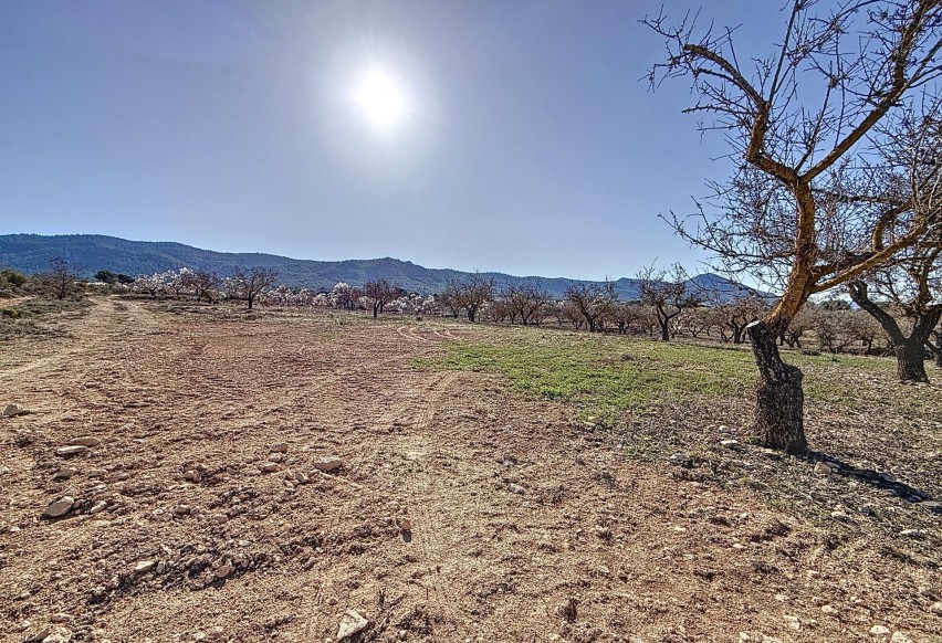 Revente - Parcelle / Terrain - Biar - Comunidad valenciana