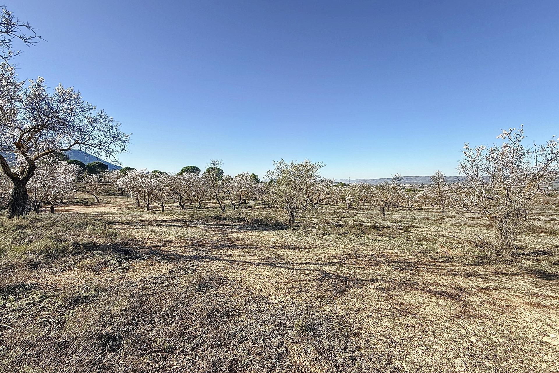 Revente - Parcelle / Terrain - Biar - Comunidad valenciana