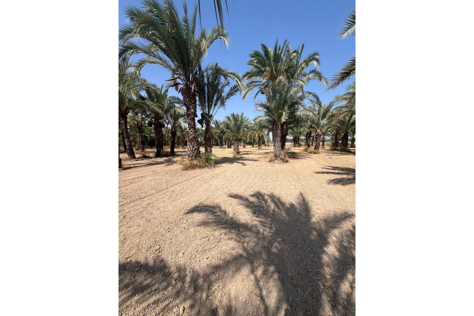 Revente - Parcelle / Terrain - Elche Pedanías - Algoda-Matola-Llano de San José