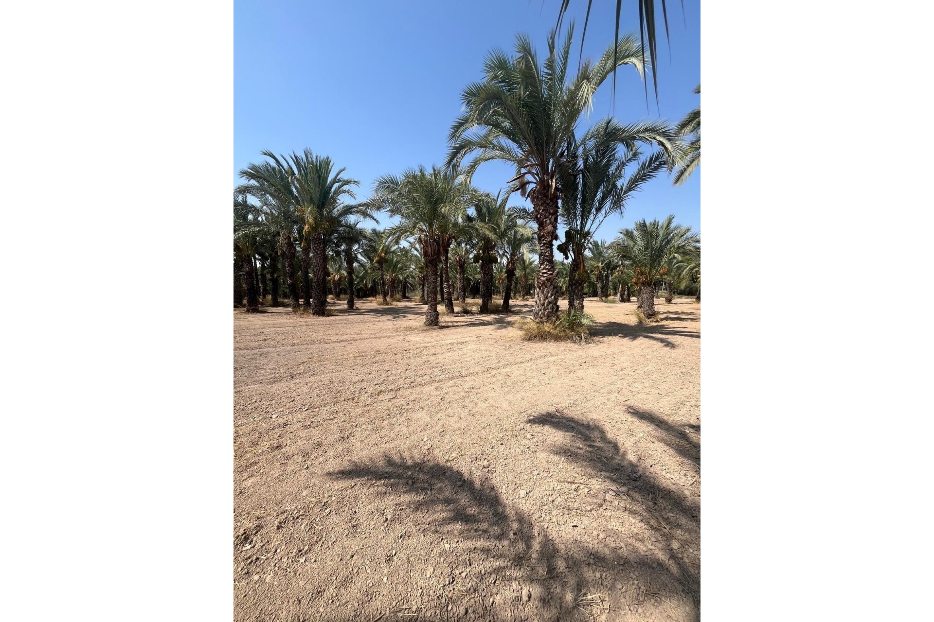 Revente - Parcelle / Terrain - Elche Pedanías - Algoda-Matola-Llano de San José