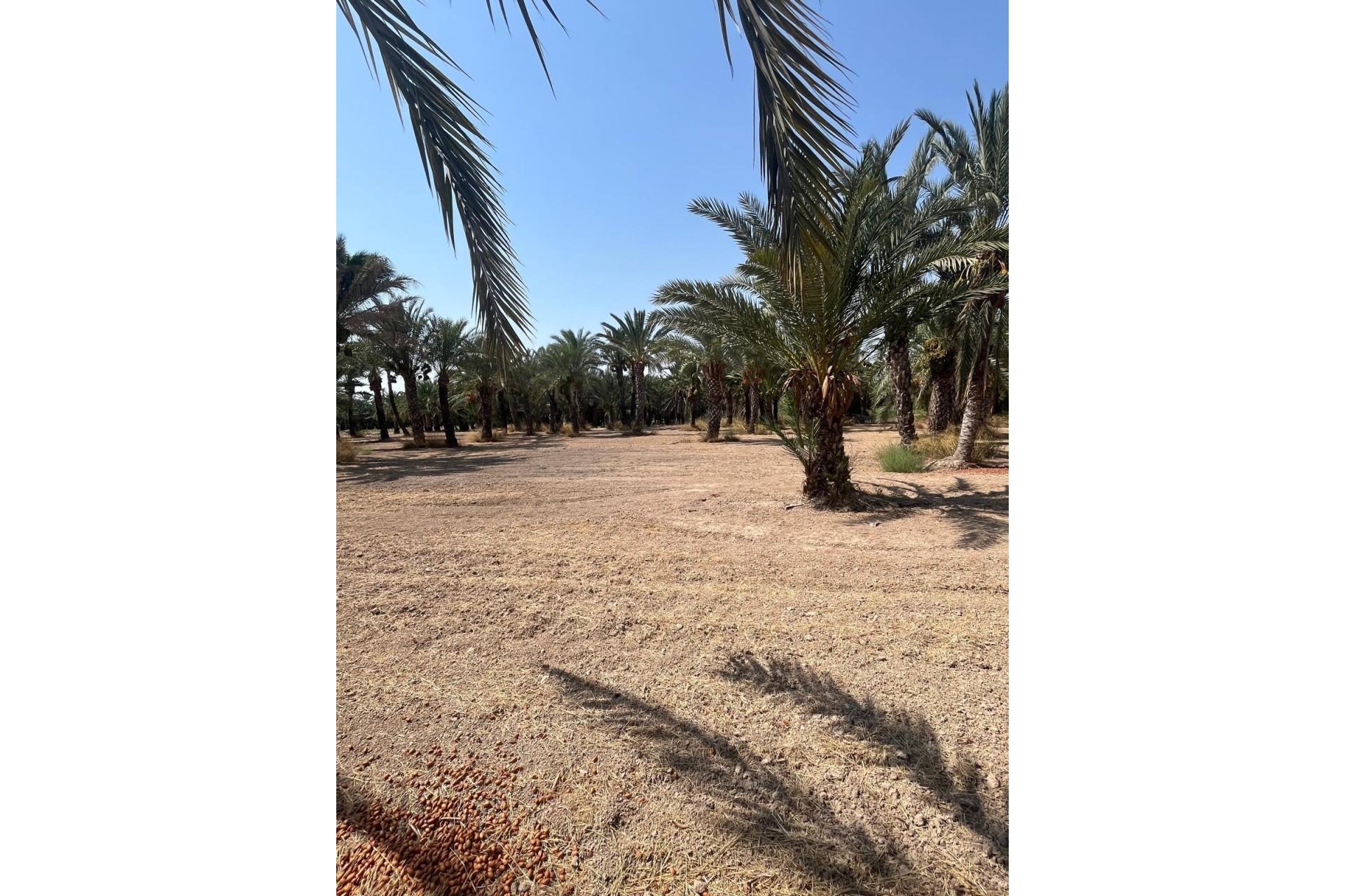 Revente - Parcelle / Terrain - Elche Pedanías - Algoda-Matola-Llano de San José