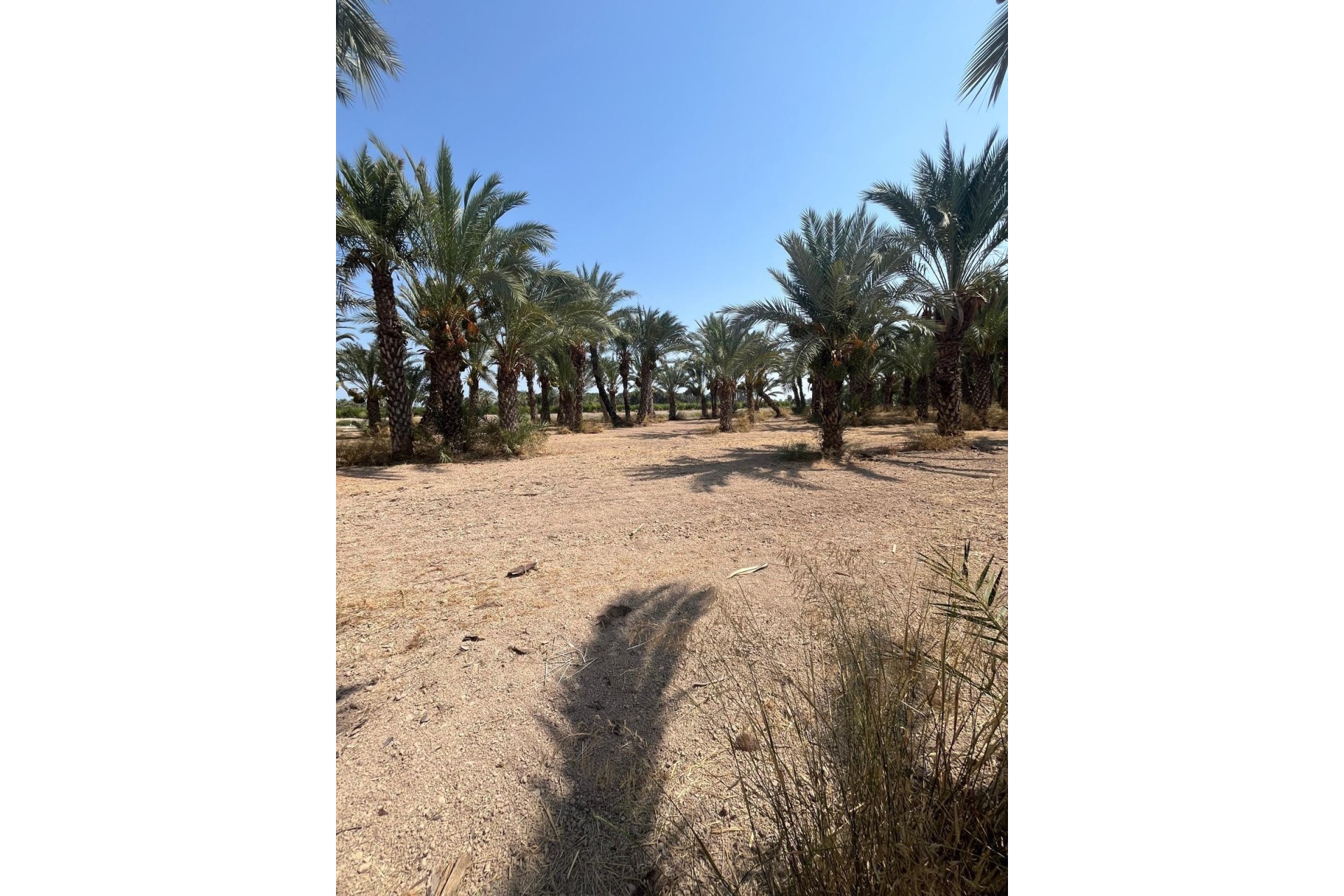 Revente - Parcelle / Terrain - Elche Pedanías - Algoda