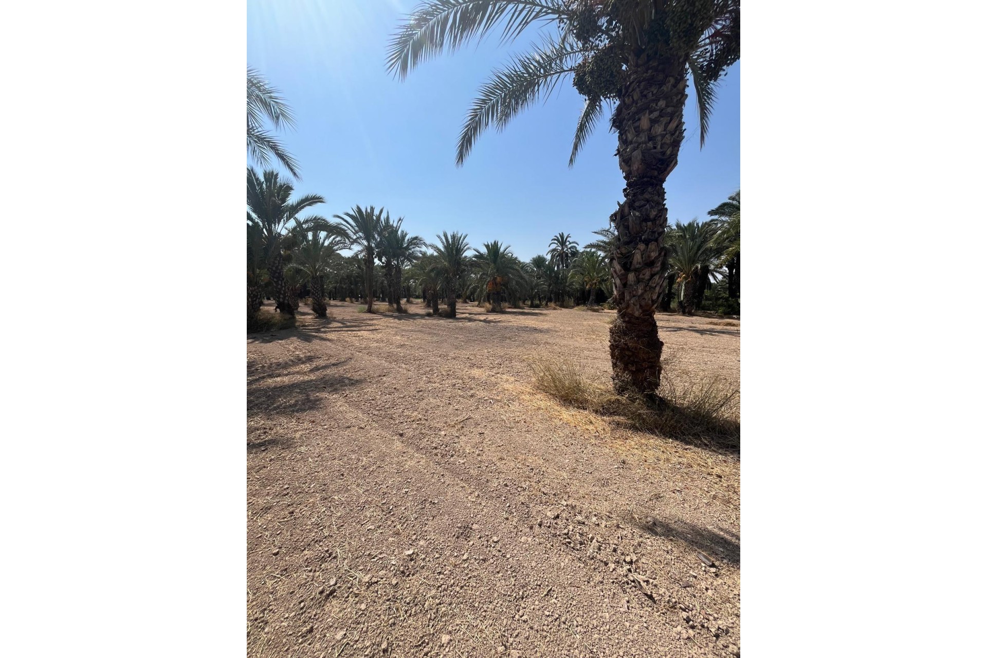 Revente - Parcelle / Terrain - Elche Pedanías - Algoda