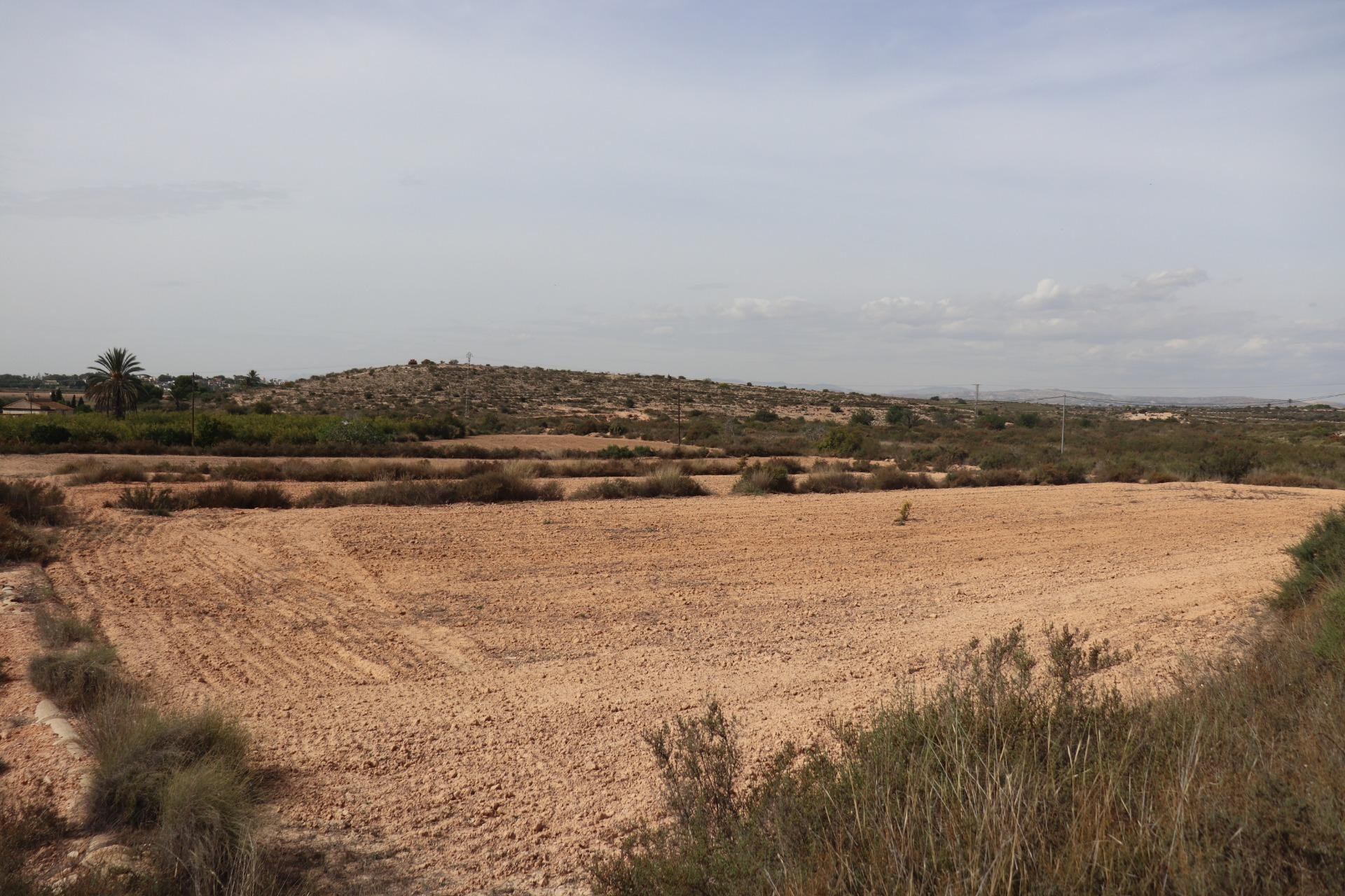 Revente - Parcelle / Terrain - Elche Pedanías - Balsares
