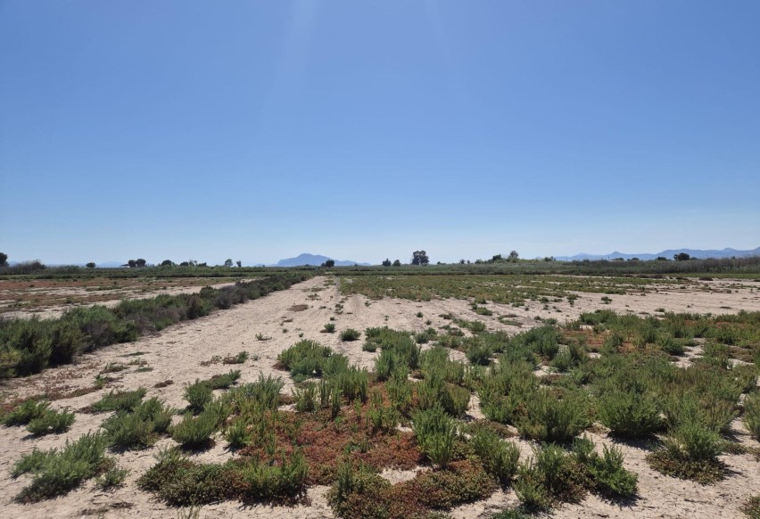 Revente - Parcelle / Terrain - Elche Pedanías - La Hoya-Daimes-El Derramador