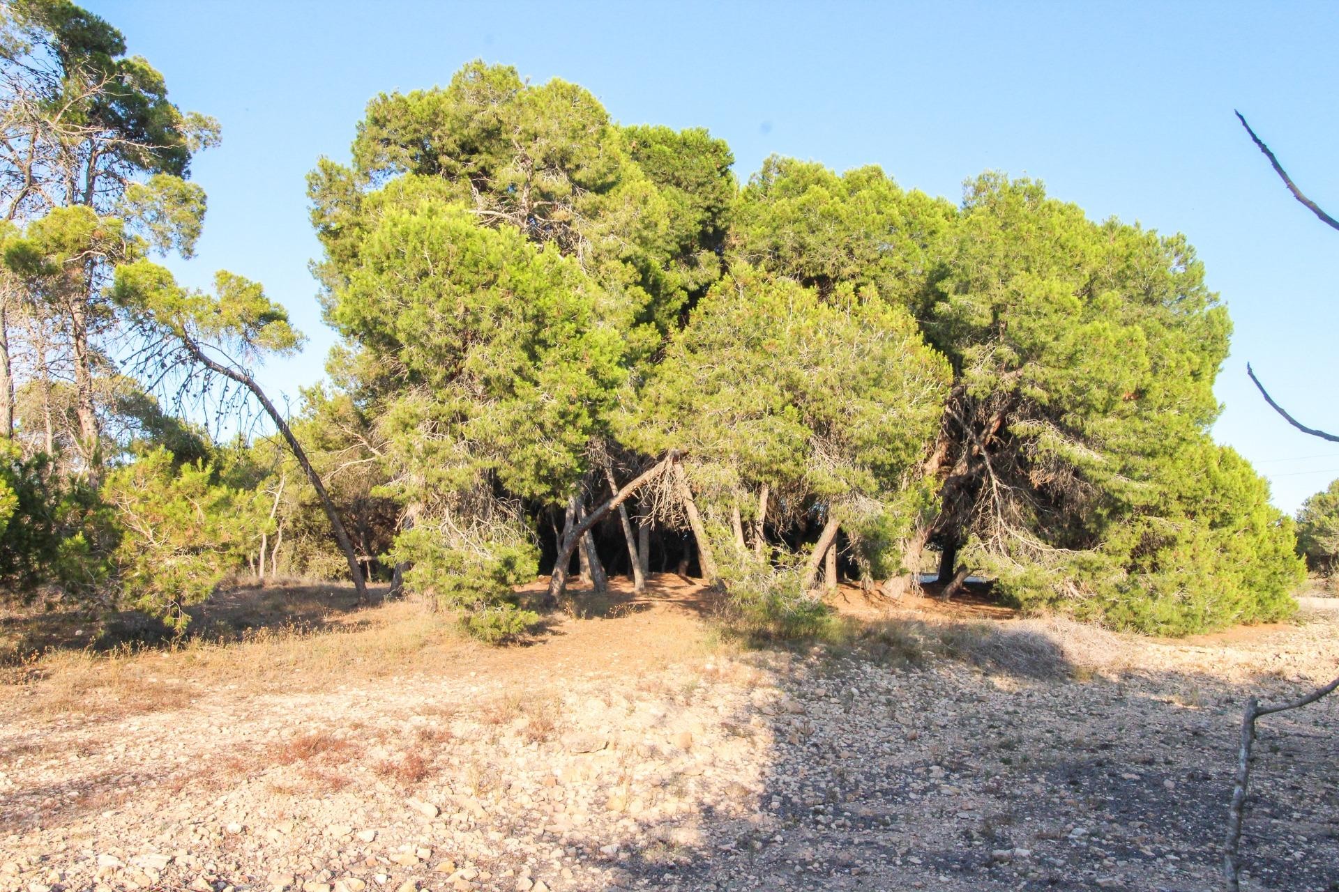 Revente - Parcelle / Terrain - Elche Pedanías - La Marina