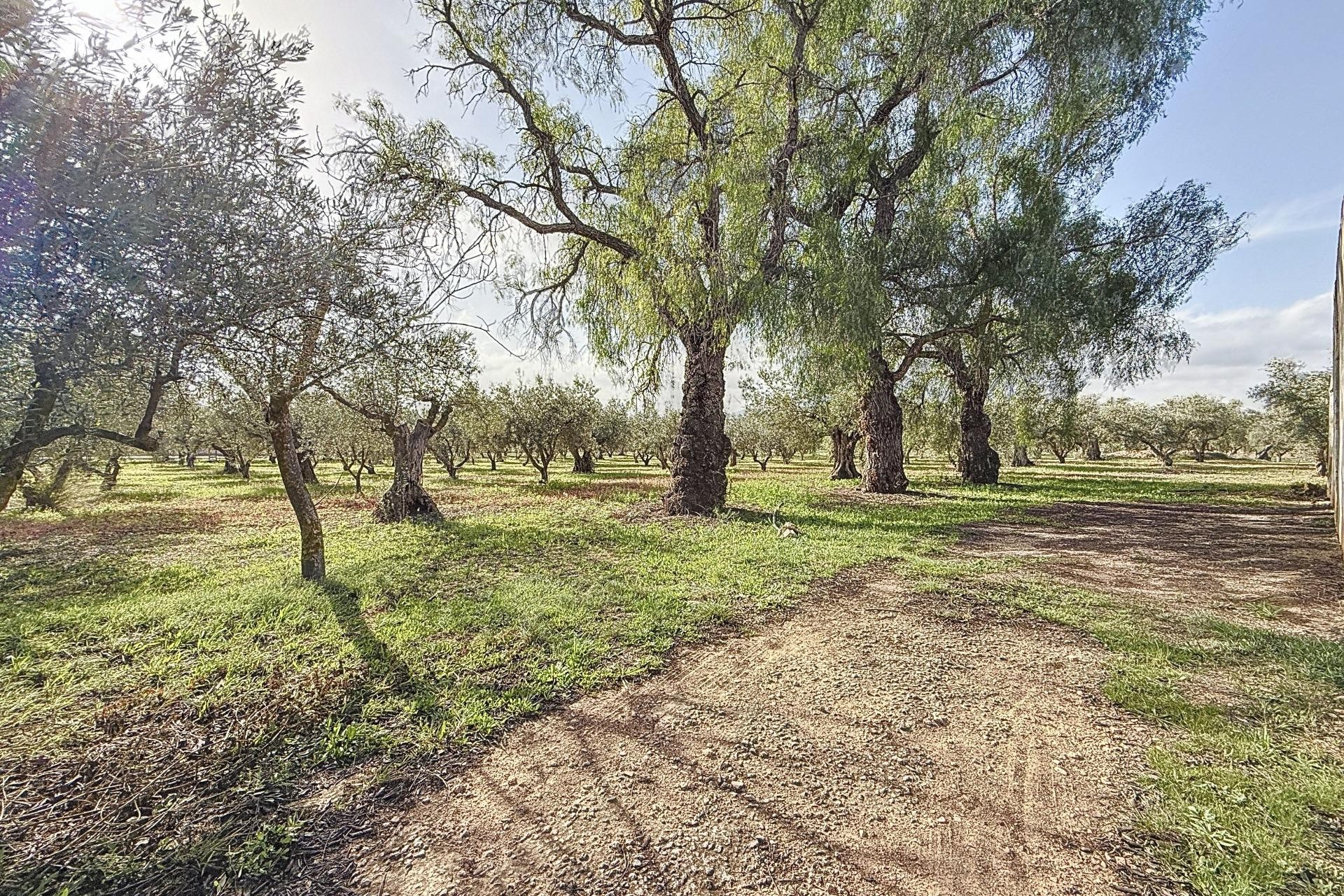 Revente - Ville - Onil - La Lloma