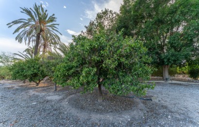 Reventa - Villa - Elche Pedanías - Matola - Campo