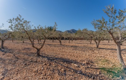 Reventa - Parcela / Terreno - Hondón de las Nieves - Comunidad valenciana