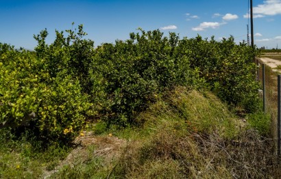 Reventa - Parcela / Terreno - Elche Pedanías - Las Bayas