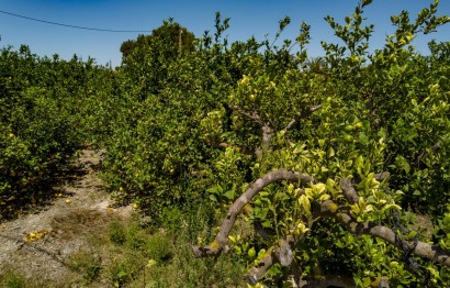 Reventa - Parcela / Terreno - Elche Pedanías - Las Bayas