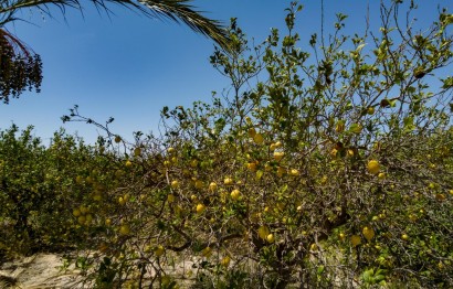 Reventa - Parcela / Terreno - Elche Pedanías - Las Bayas