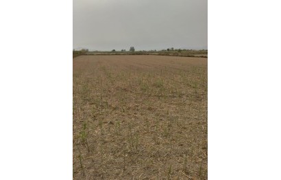 Resale - Plot / Land - Elche Pedanías - La Hoya-Daimes-El Derramador