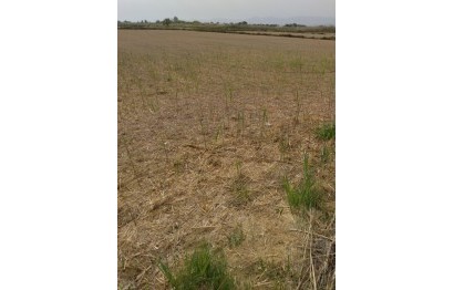 Resale - Plot / Land - Elche Pedanías - La Hoya-Daimes-El Derramador