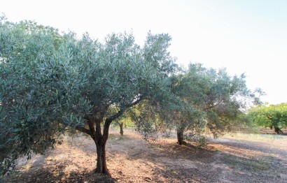 Resale - Plot / Land - Elche Pedanías - La Marina