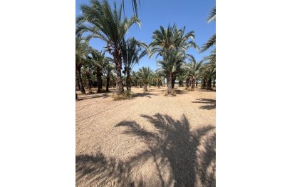 Resale - Plot / Land - Elche Pedanías - Algoda-Matola-Llano de San José