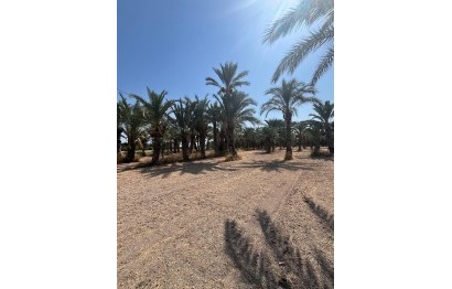 Resale - Plot / Land - Elche Pedanías - Algoda-Matola-Llano de San José