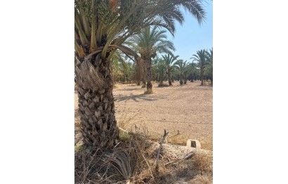 Resale - Plot / Land - Elche Pedanías - Algoda-Matola-Llano de San José