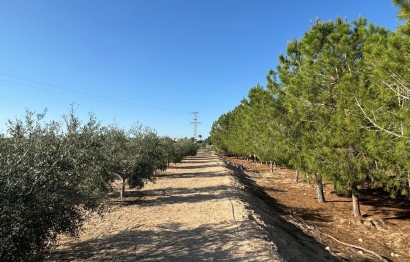Resale - Villa - Elche Pedanías - La Hoya